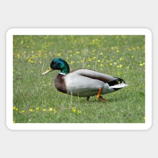 Do I Look Like A Sitting Duck? Sticker